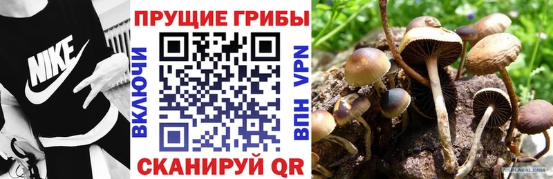 Купить закладки  Талица  Галлюциногенные грибы Cubensis 